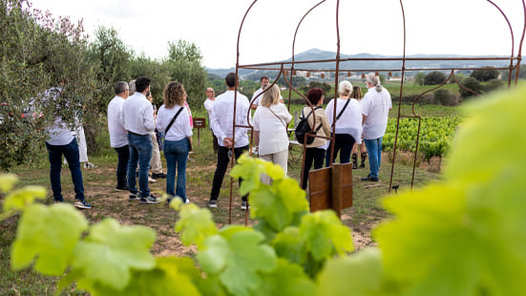 Wine and Cava Experience